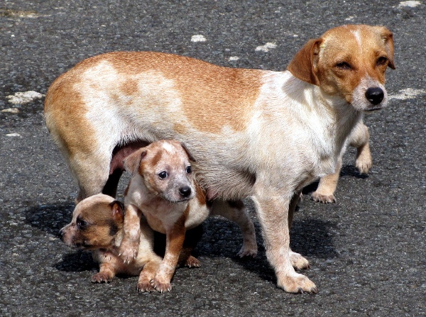 Puppies For Adoption Puerto Rico Day Trips Travel Guide