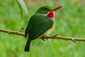 Puerto Rico Bird