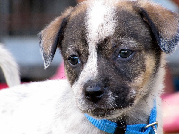 Blue Collar Puppy