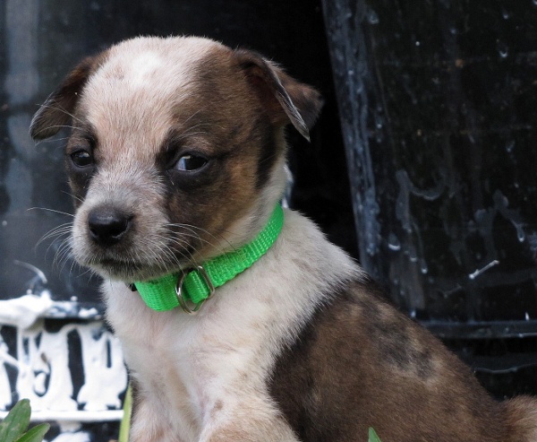 Green Collar Puppy