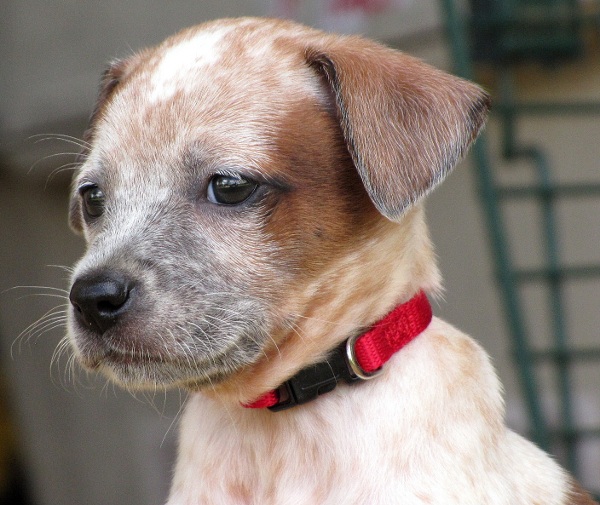 Red Collar Puppy