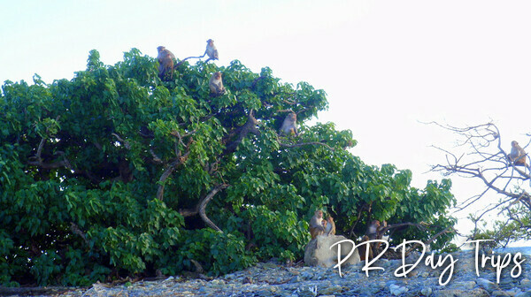 Kayaking to Monkey Island