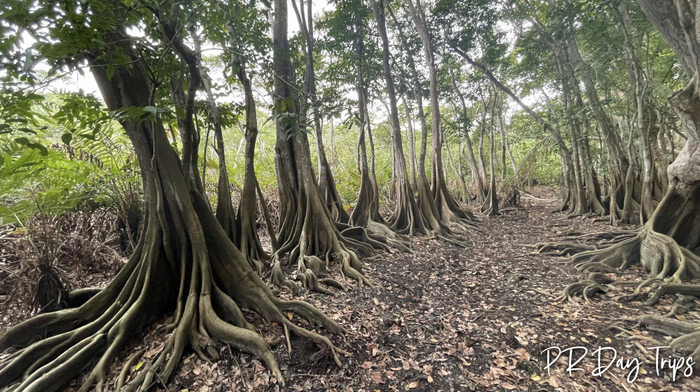 Enjoy Nature and History at Río Guajataca Recreation Area | PRDayTrips