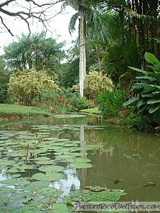 TIERRA DE SAN JUAN - Papa Jim's Botanica