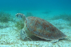 Culebra Snorkeling Beaches Flamenco Tamarindo Zoni Melones Solado ...